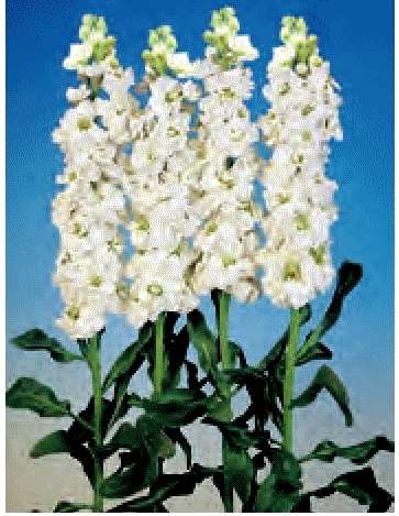 VIOLACCIOCCA NIKITA BIANCO NR.1000 SEMI - Foto 2